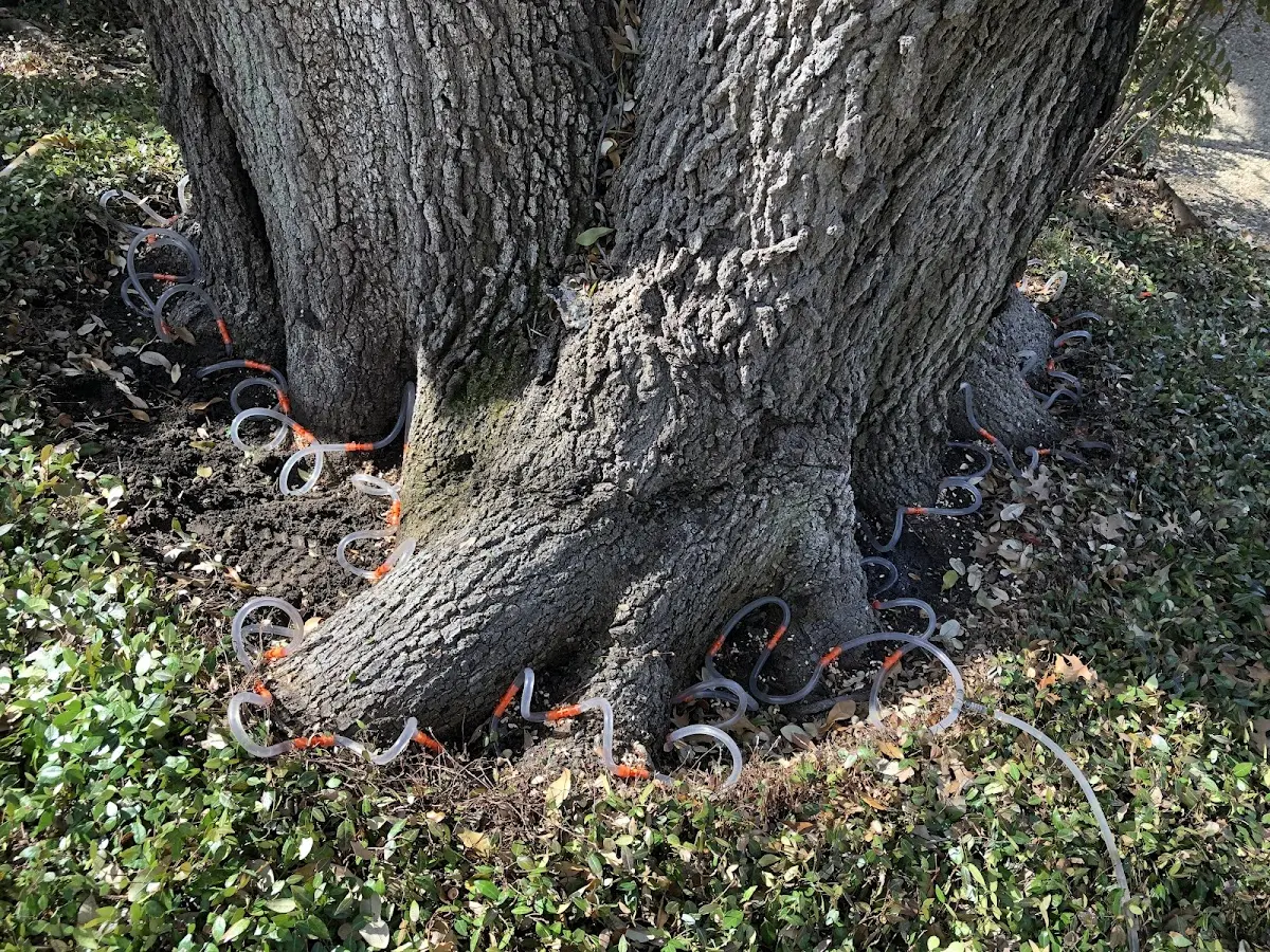 Detailed Tree Cabling and Bracing job site in Witter Springs