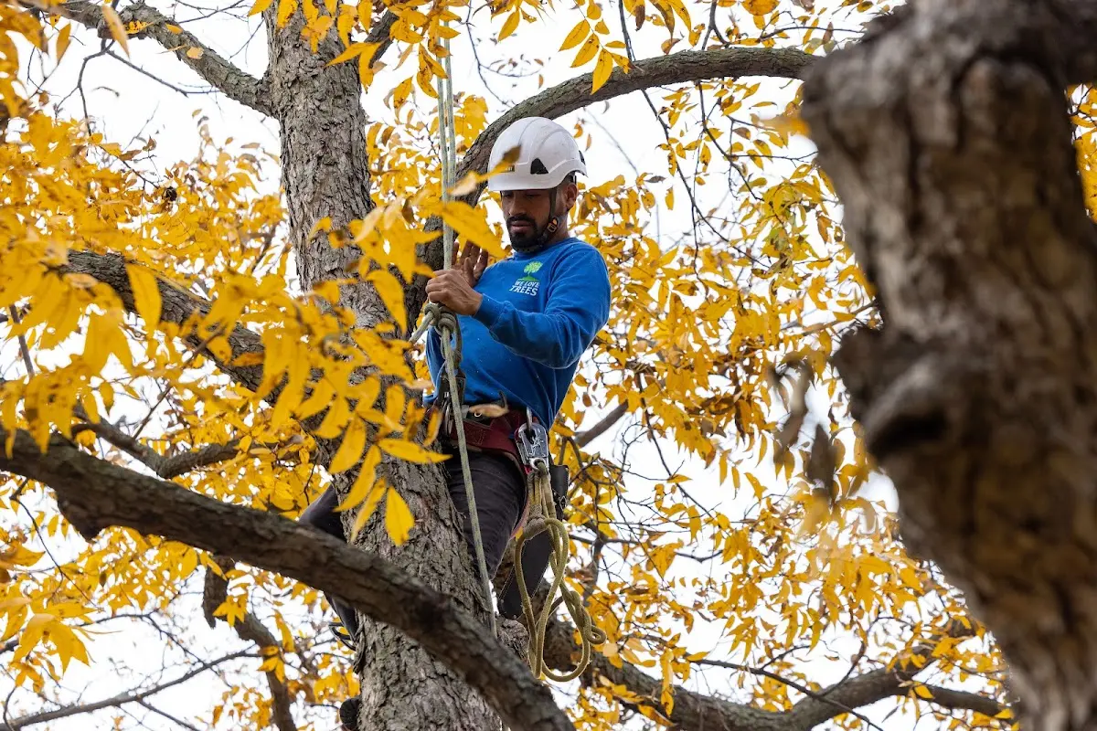 Skilled Storm Damage Cleanup crew working in Witter Springs
